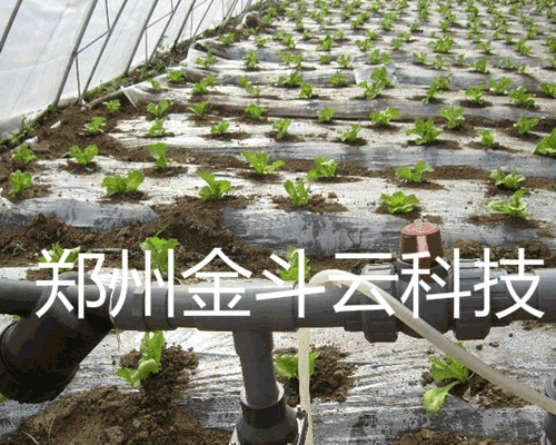 山东寿光大棚青菜午夜精品福利视频工程