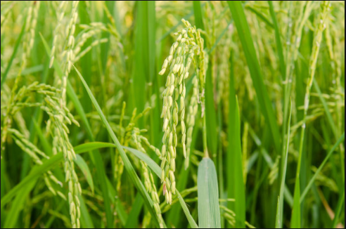 1598490650773282.png QQ截图20200827090631.png